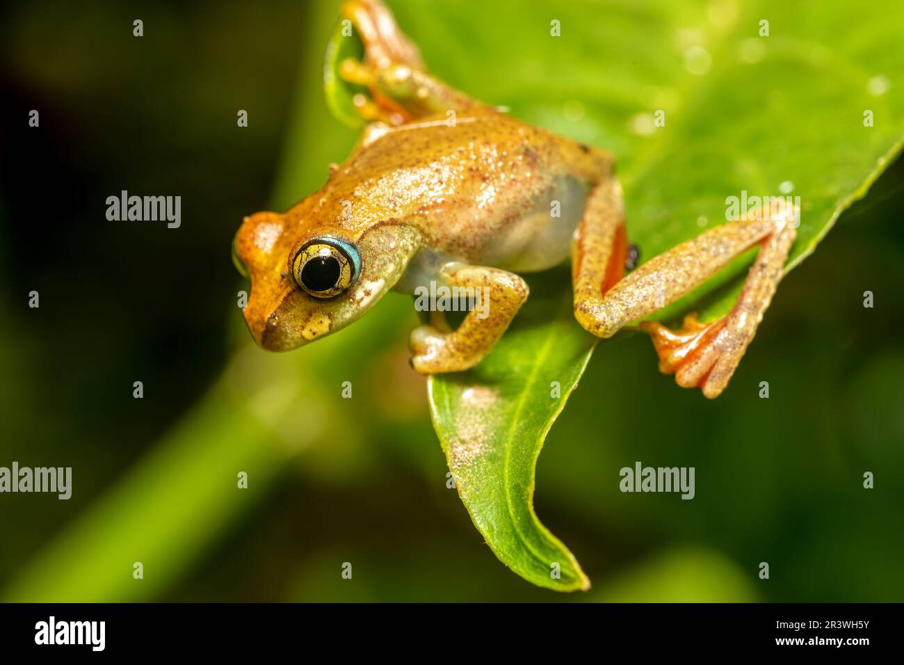 Boophis Picturatus, Jungtiere, Ranomafana-Nationalpark, Madagaskar-Tierwelt Stockfoto