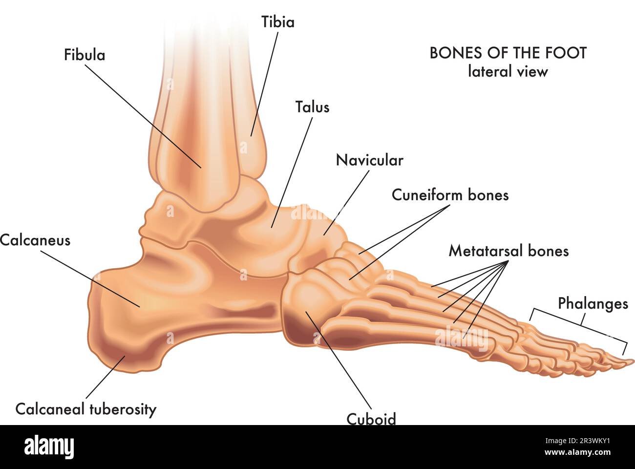 Medizinische Darstellung der grossen Teile des Fussknochens in Seitenansicht, mit Anmerkungen. Stock Vektor