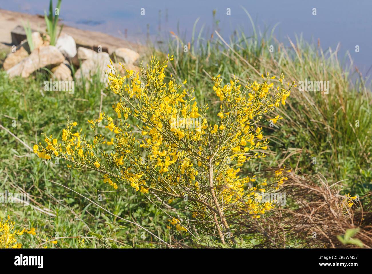 Cytisus scoparius Busch im Frühling, bekannt als gewöhnlicher Besen, Schottbesen, englischer Besen Stockfoto