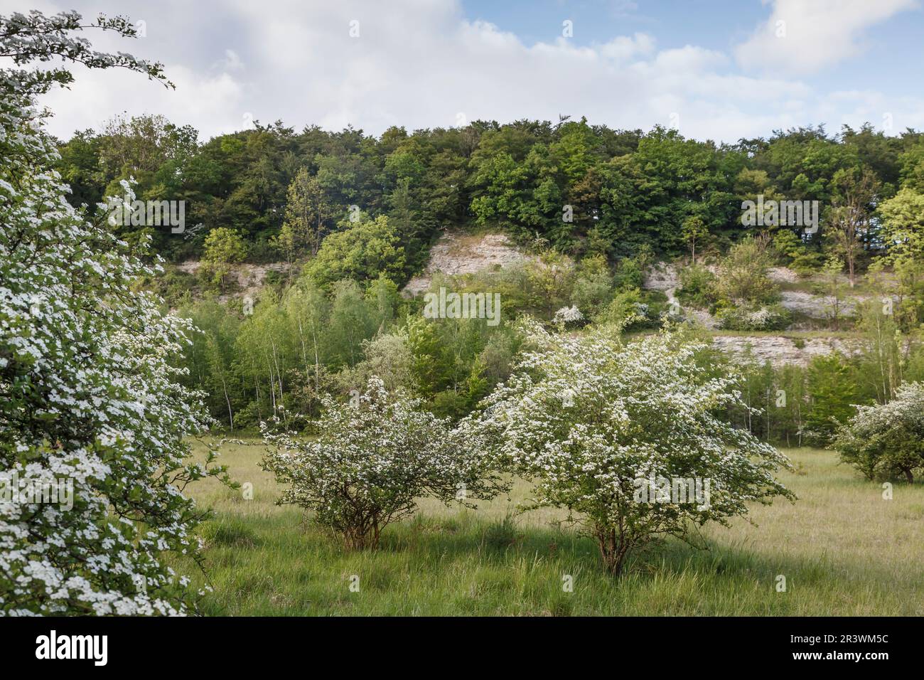Crataegus rhipidophylla (syn. Crataegus curvisipala), Großkelchiger