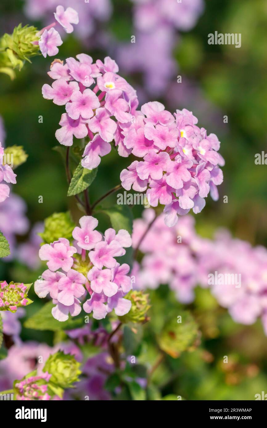 Lantana montevidensis, auch bekannt als nachfolgende lantana, Weinende lantana, Kreeping lantana Stockfoto