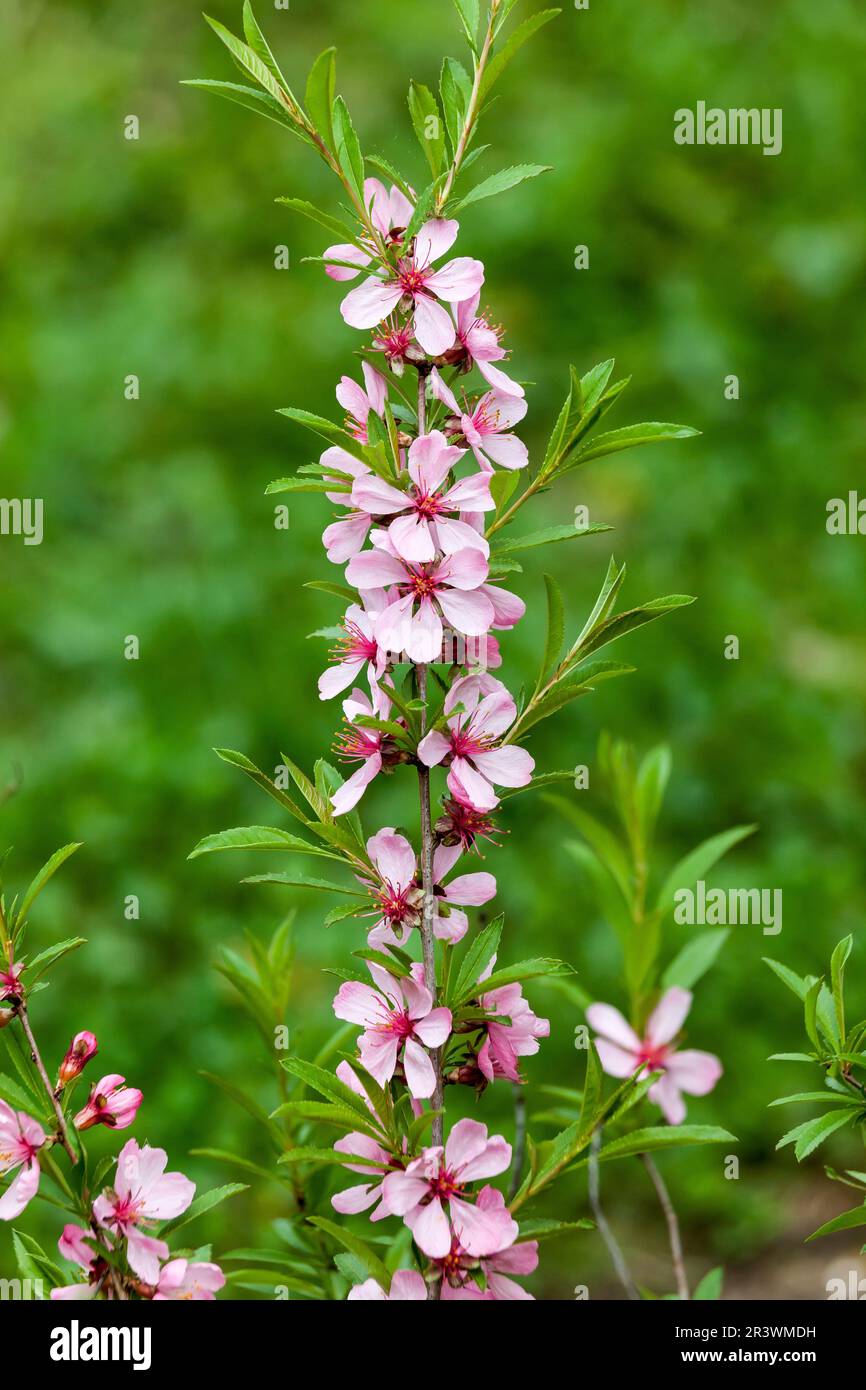 Prunus tenella, allgemein bekannt als Zwerg Russische Mandel im Frühling Stockfoto