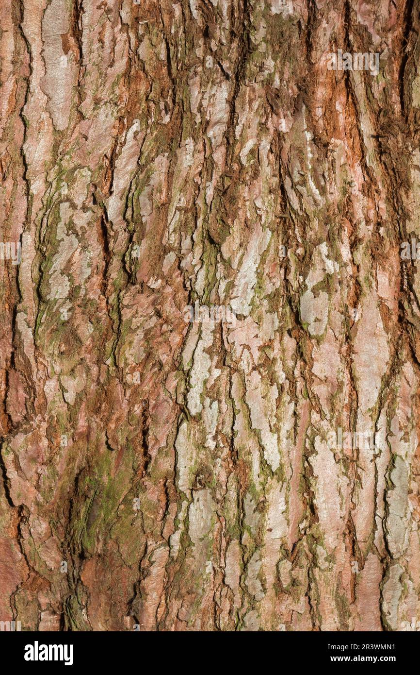 Sequoiadendron giganteum (Rinde), Riesenmammutbäumen, Riesenmammutbäumen, Sierra-Mammutbäumen Stockfoto