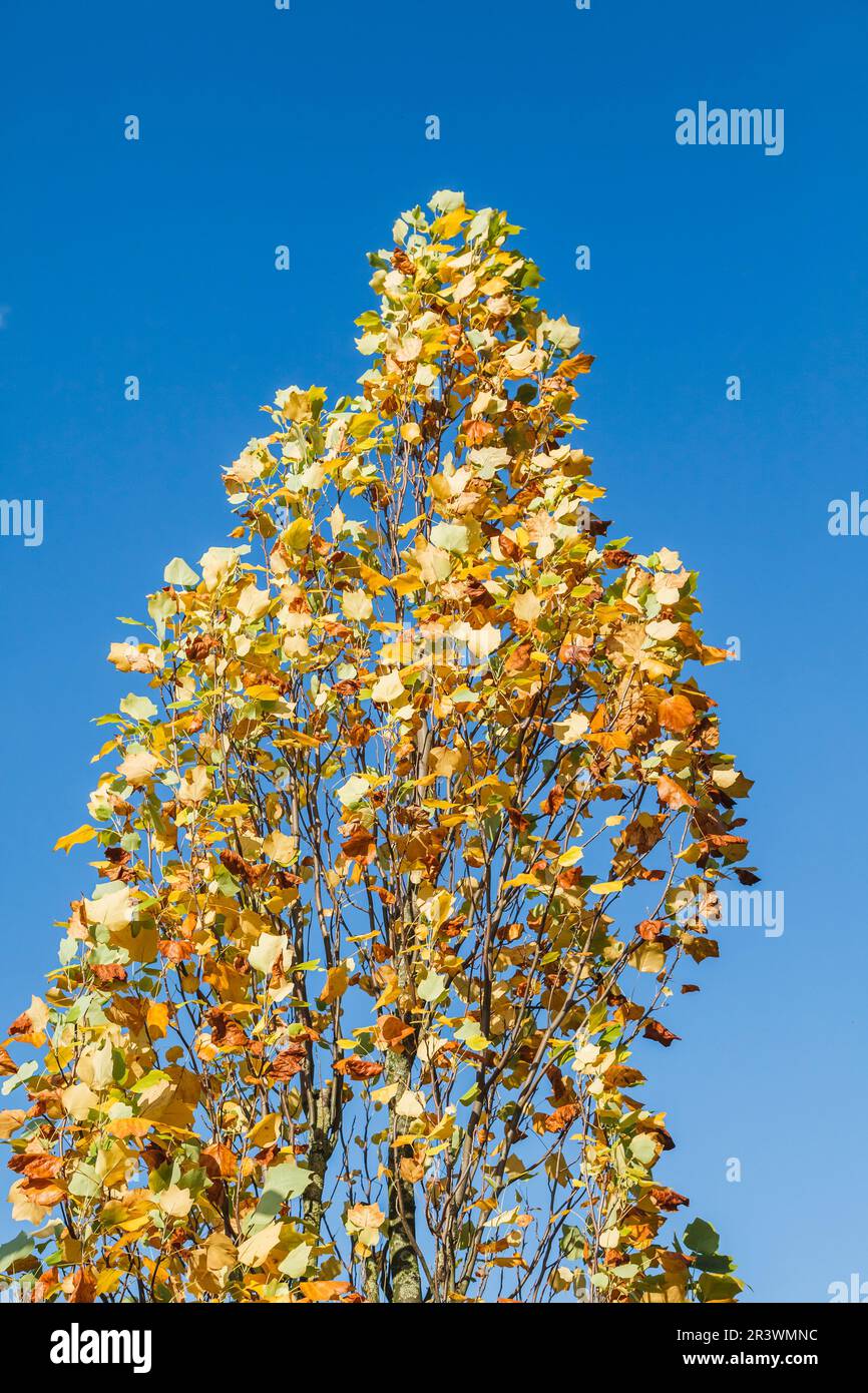 Liriodendron Tulpifera, Tulpenbaum, amerikanischer Tulpenbaum, Tulpenbaum, Tulpenpappel Stockfoto
