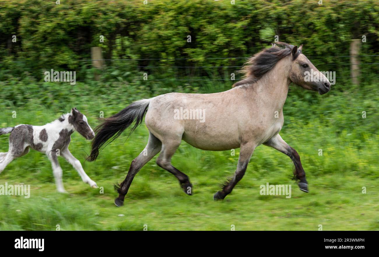 Ein neugeborenes Fohlen und seine Mutter sind bereits auf den Beinen und laufen, wenn sie weniger als einen Tag alt sind Stockfoto