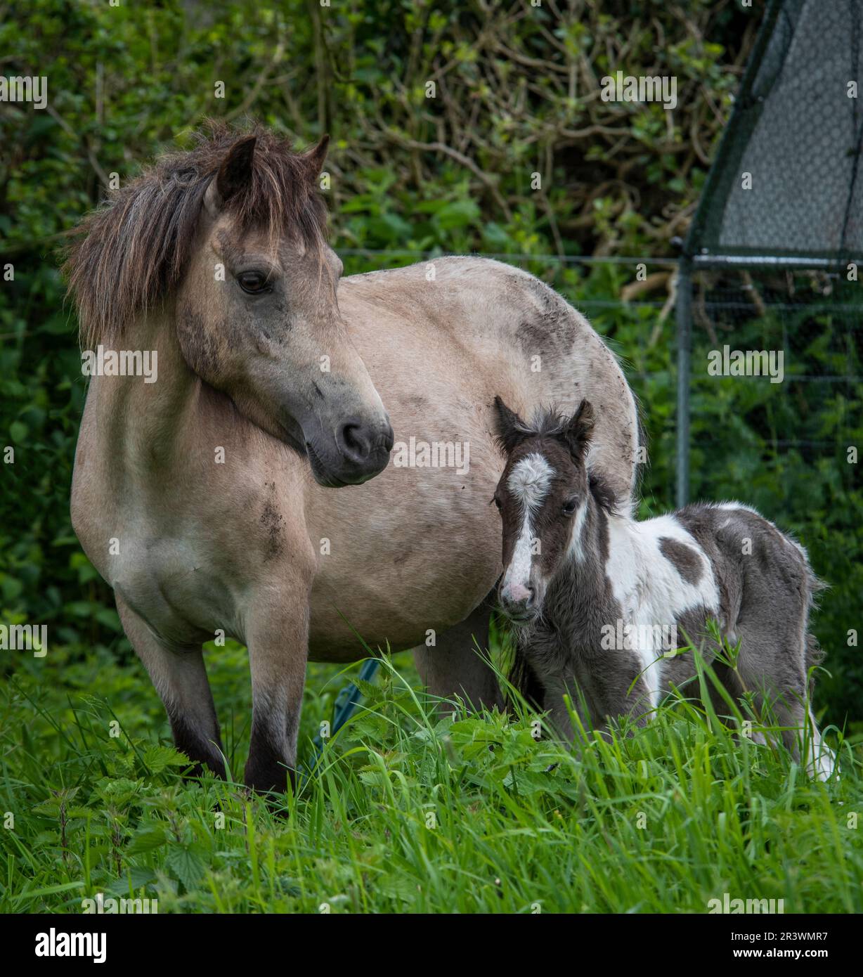 Ein neugeborenes Fohlen und seine Mutter sind bereits auf den Beinen und laufen, wenn sie weniger als einen Tag alt sind Stockfoto