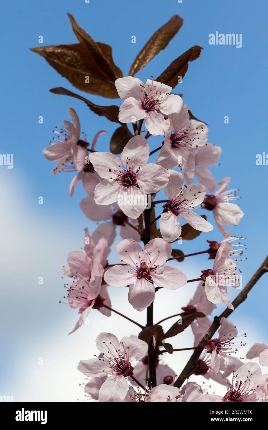 Prunus cerasifera „Nigra“, Kirschpflaume, Pflaume, Myrobalan, Myrobalan-Pflaume Stockfoto