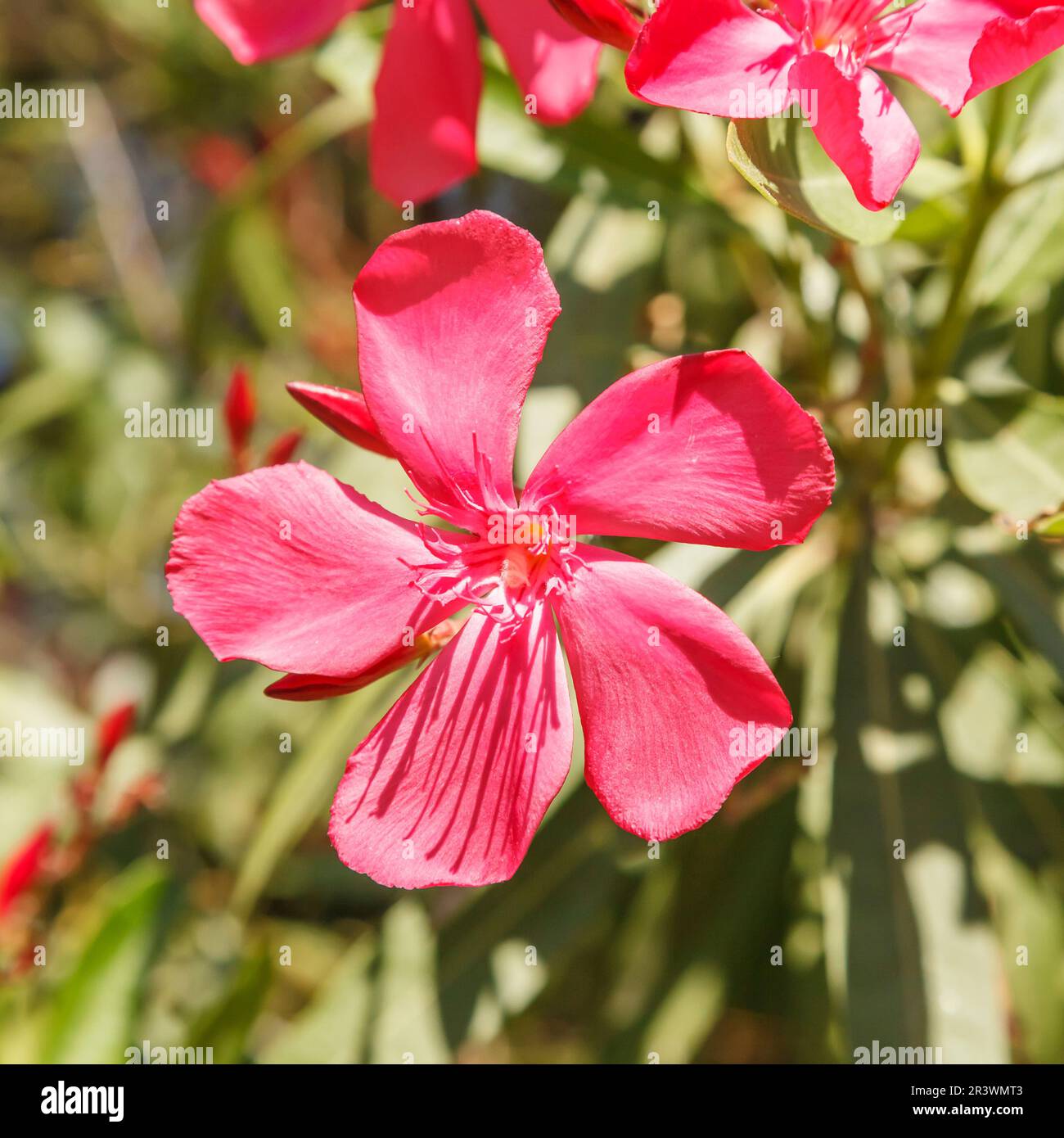 Nerium Oleander, bekannt als Oleander Tree, Rose Bay, Oleander Stockfoto