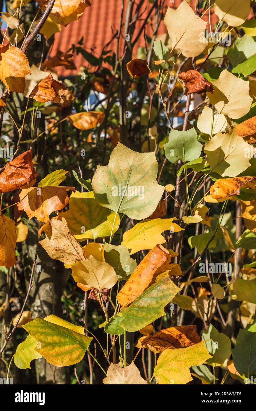 Liriodendron tulipifera, Blätter im Herbst, Tulpenbaum, amerikanischer Tulpenbaum, Tulpenbaum Stockfoto