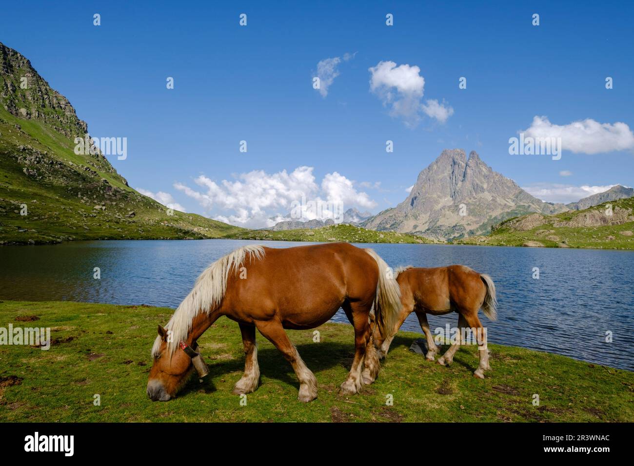 Pferde vor Midi d Ossau Stockfoto