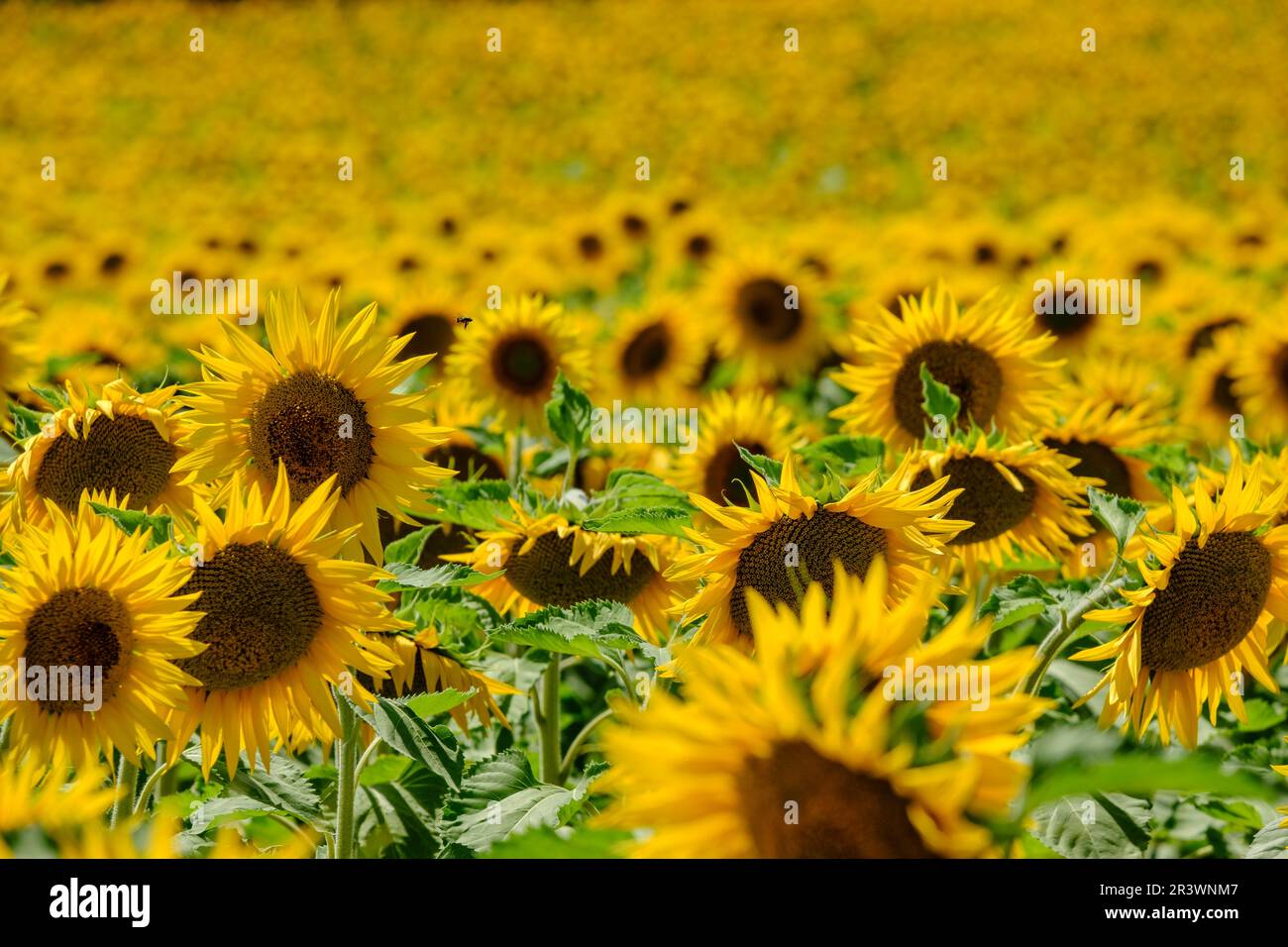 W-30719.jpg Stockfoto