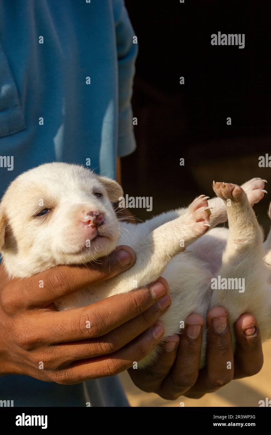 Ein süßes Hündchen sah mich an, als ich ein Foto von ihm machte. Stockfoto