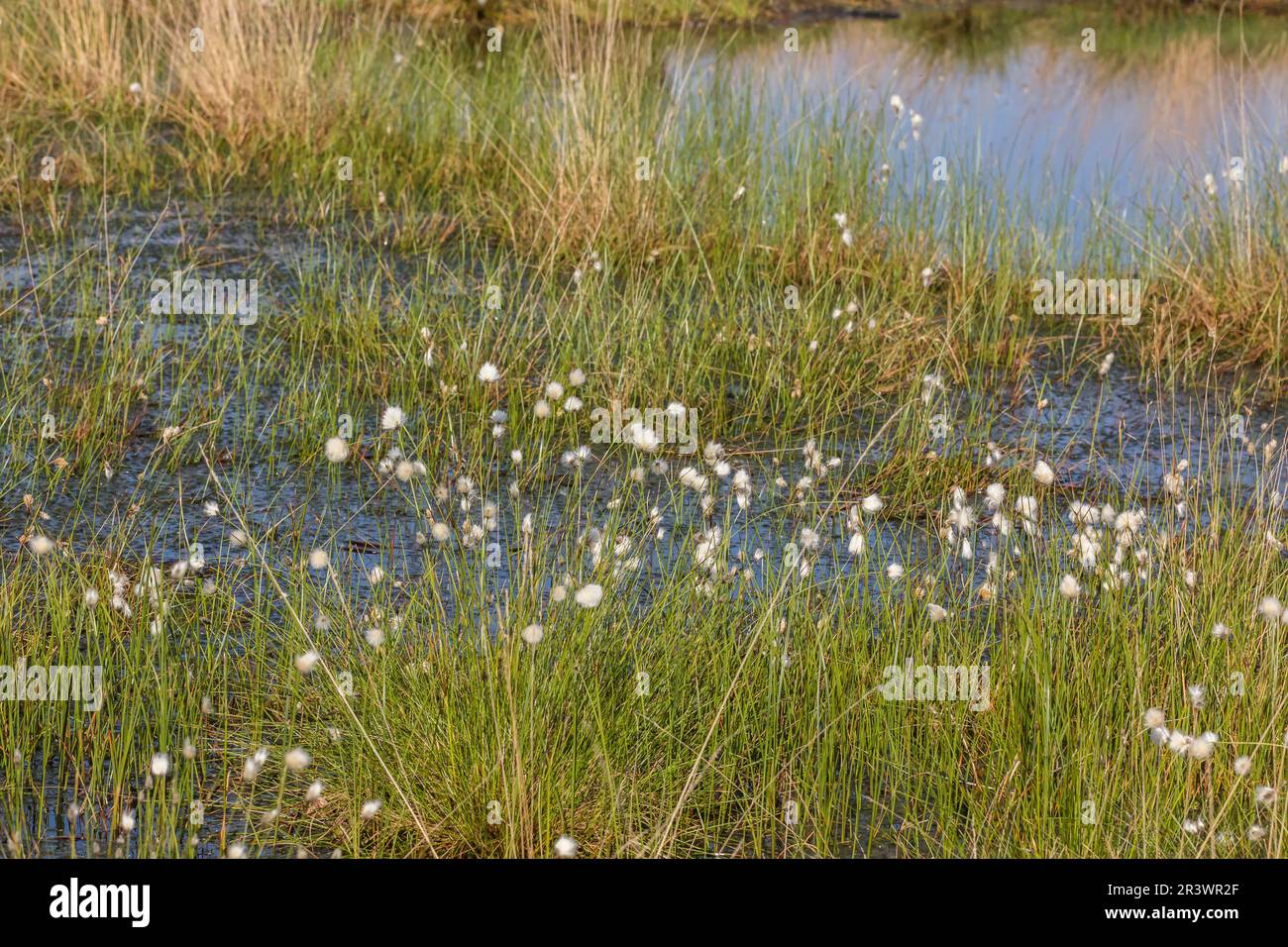 Eriophorum angustifolium, bekannt als Gemeiner Katzengras, Katzengras aus Deutschland Stockfoto