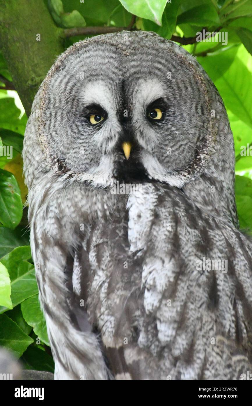 Grey Owl im Shepreth Wildlife Park, Cambridgeshire, Großbritannien Stockfoto