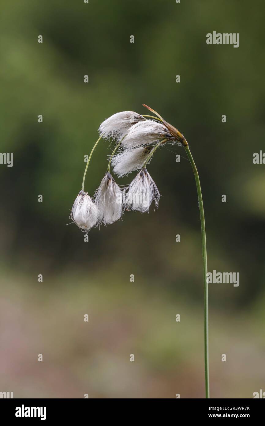 Eriophorum latifolium, auch bekannt als breitblättriger Baumwoll-Gras, breitblättriger Baumwollspat, Baumwollspat Stockfoto