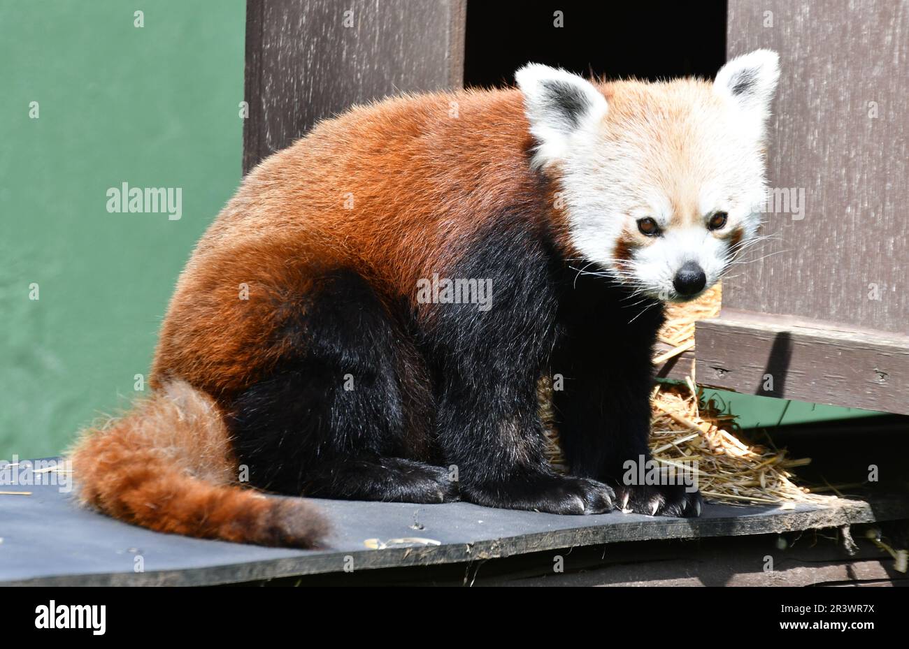 Red Panda im Shepreth Wildlife Park, Cambridgeshire, Großbritannien Stockfoto