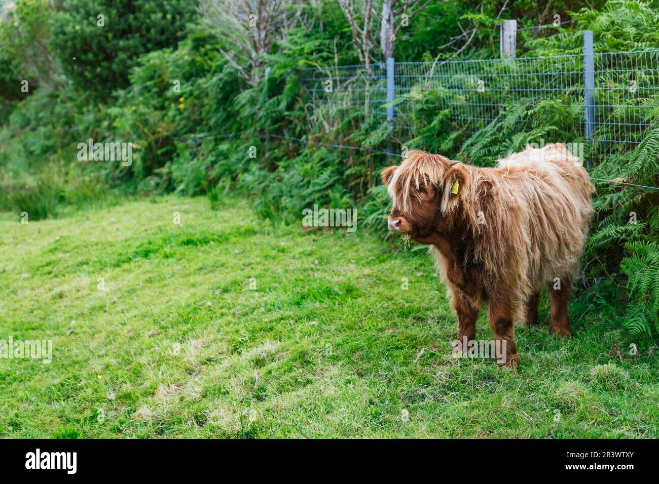 Eine malerische Szene, in der eine ruhige junge Kuh aus dem schottischen Hochland auf einer üppig grünen, umschlossenen Wiese gefangen wird. Stockfoto