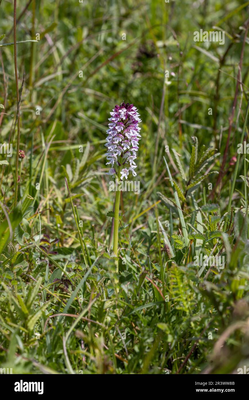 Die verbrannte Spitzen-Orchidee (Neotinea ustulata). Sussex, England. Mai 2023 Stockfoto