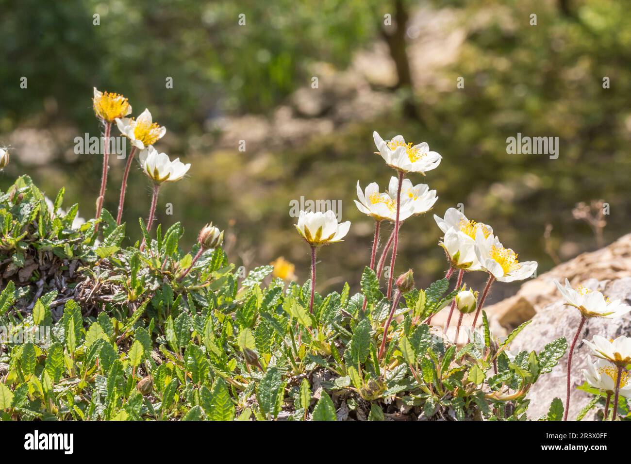 Dryas Octopetala, bekannt als Bergaven, weiße Trockenvögel, weiße Trockenvögel Stockfoto