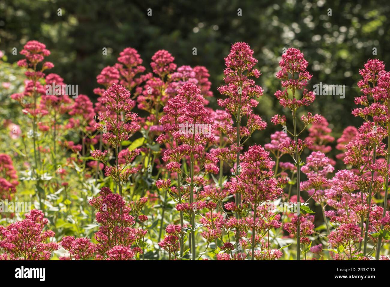 Centranthus ruber, Rote Stirnblume Stockfoto