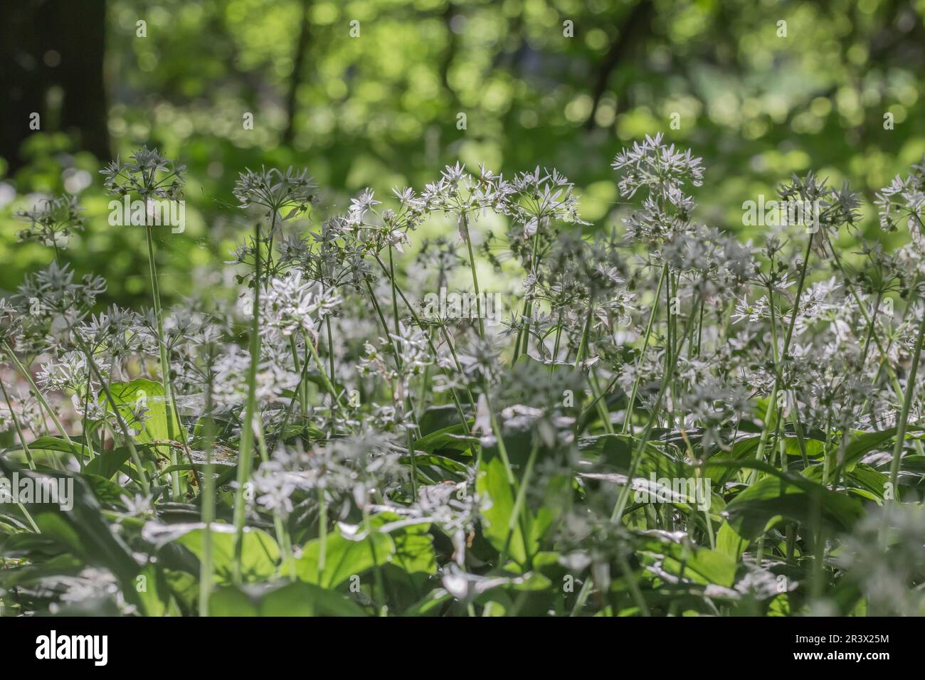 Allium ursinum, bekannt als Ramson, Ramsons, Holzknoblauch, Buckrams, Bärenlauge, Bärenknoblauch Stockfoto