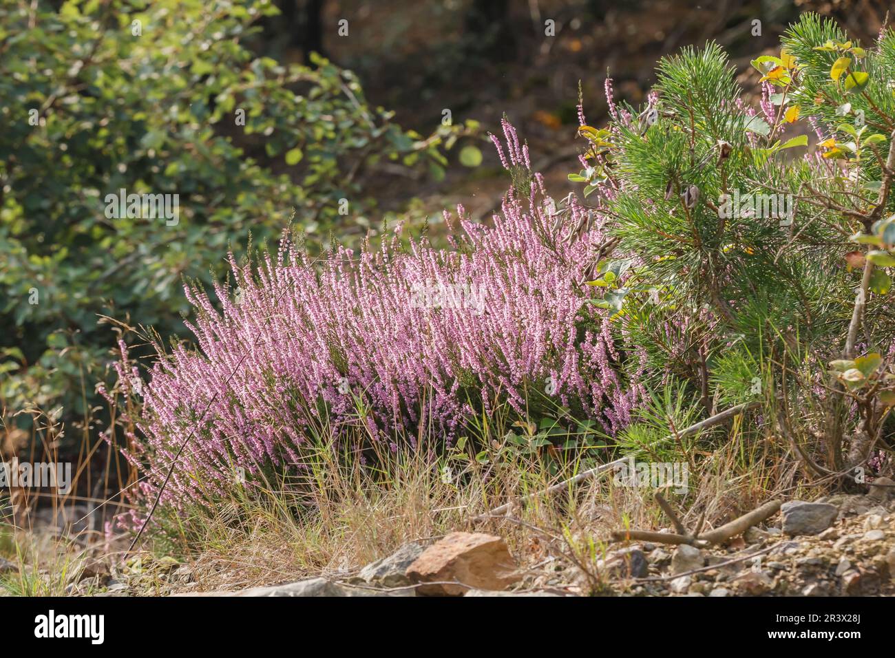 Calluna vulgaris, bekannt als gemeine Heidekraut, Heidekraut, Besen-Heidekraut, wahre Heidekraut Stockfoto