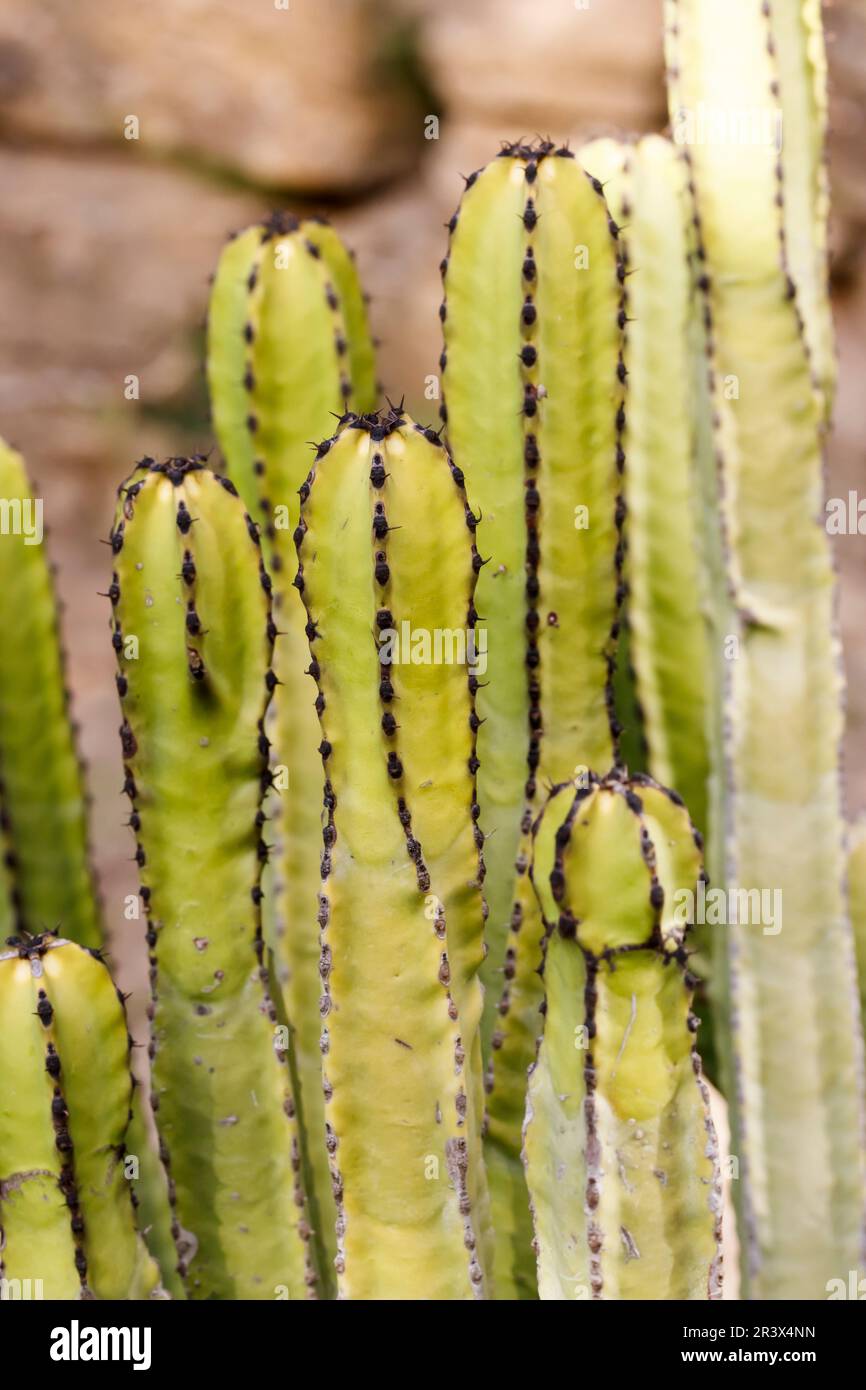 Euphorbia canariensis, allgemein bekannt als Kanarische Insel Spurf, Hercules Club (endemische Pflanze) Stockfoto