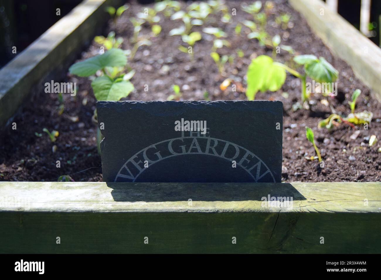 Eine graue Schiefertafel mit der Aufschrift „The Veg Garden“ befindet sich vor einem hölzernen Gemüsebeet in einem Garten im Norden Englands. Stockfoto
