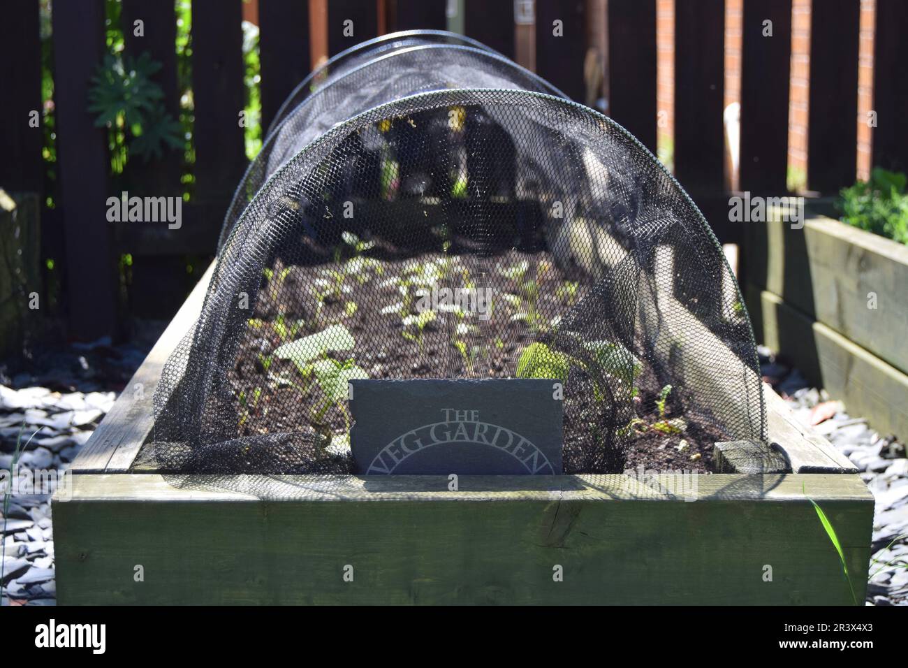 Ein erhöhtes Gemüsebeet gefüllt mit Frühlingssaatlingen, bedeckt mit einem Netzwachstunnel mit einer Schiefertafel „The Veg Garden“. Stockfoto