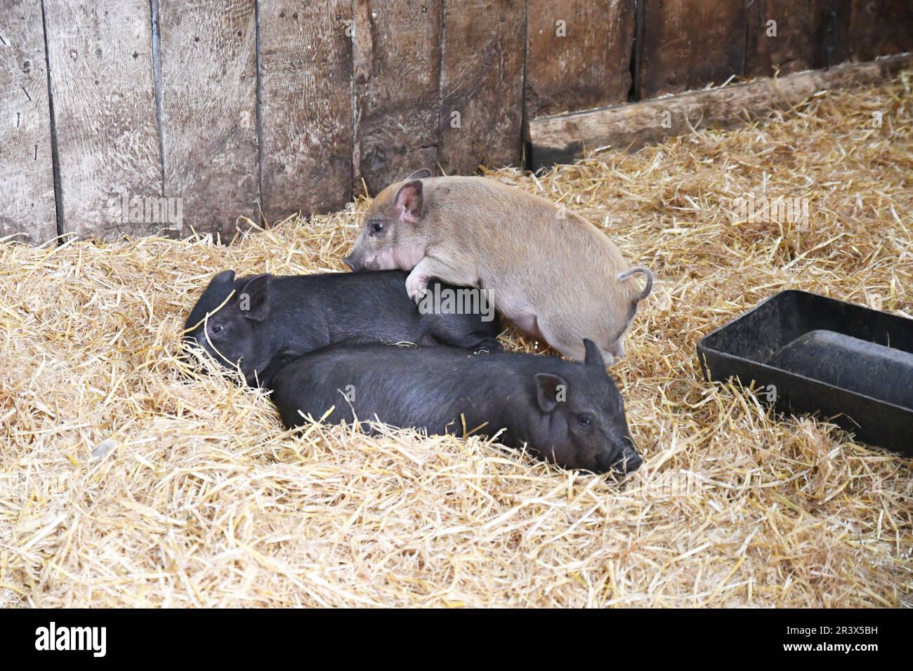 Jungschweine, Ferkel in Baylham House Rare Breeds Farm, Suffolk, Vereinigtes Königreich Stockfoto