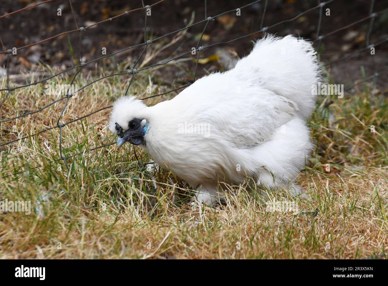 White Silky Chicken in Baylham House Rare Breeds Farm, Suffolk, Großbritannien Stockfoto