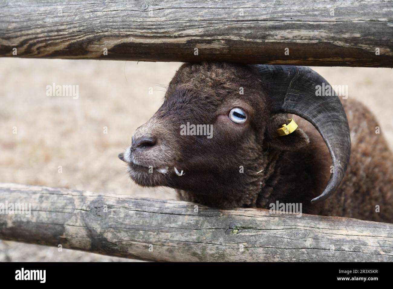 Quessant Ramm in Baylham House Rare Breeds Farm, Suffolk, Großbritannien Stockfoto