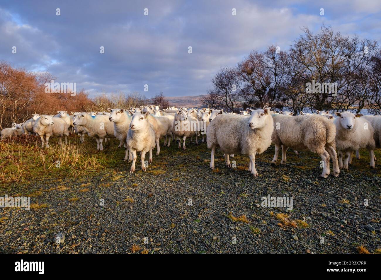 Rebaño de ovejas, Skinidin, Loch Erghallan, Isla de Skye, Highlands, Escocia, Reino Unido. Stockfoto