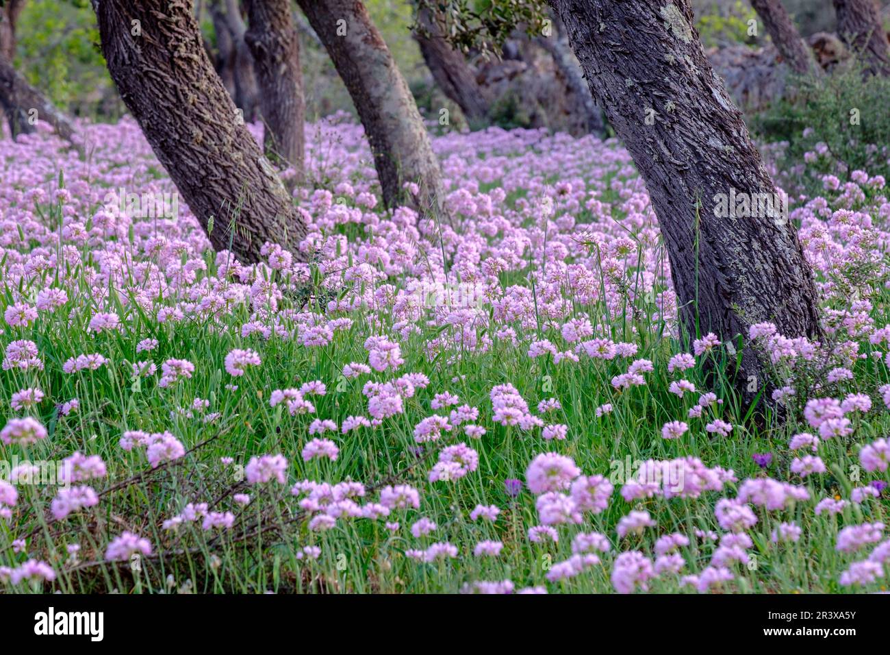 Alle de Bruixa en Plena floracion, Allium roseum L., Sencelles, Mallorca, Balearen, Spanien, Europa. Stockfoto