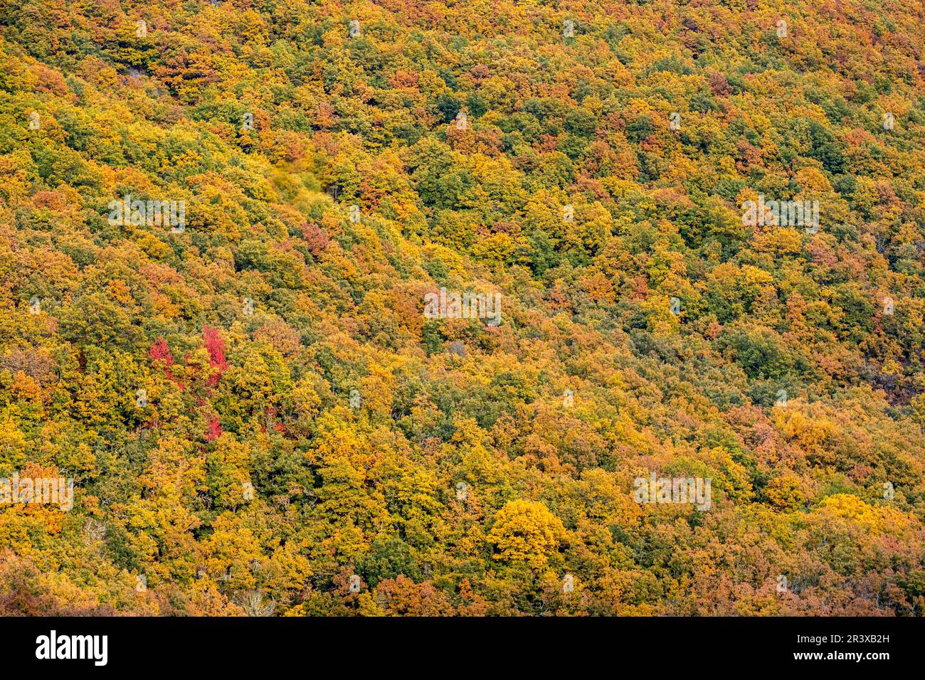 Dichter Eichenwald, Naturpark Fuentes Carrionas und Fuente Cobre - Berg Palentina, Gemeinde San Cebrián de Mudá, Provinz Palencia, Autonome Gemeinschaft Castilla y León, Spanien. Stockfoto