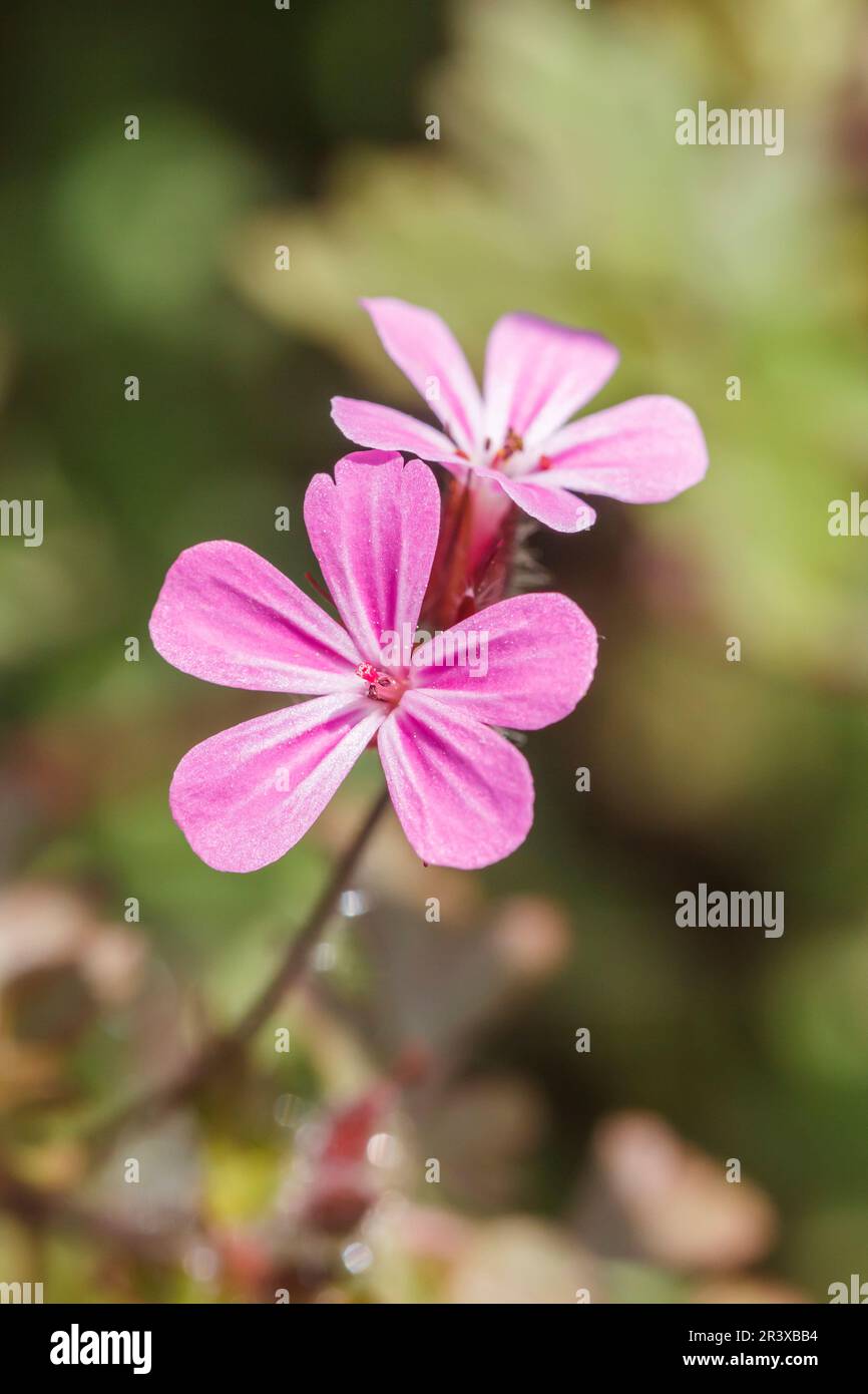 Geranium robertianum, bekannt als Robert Geranium, Herb-Robert, Red Robin, Storksbill, Taubenfuß Stockfoto