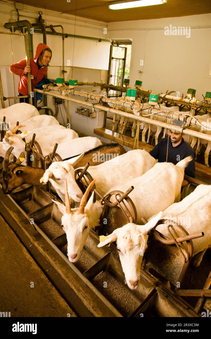 Granja de Cabras y ovejas können Caus. Santa Gertrudis de Fruitera. Ibiza Balearen Spanien. Stockfoto