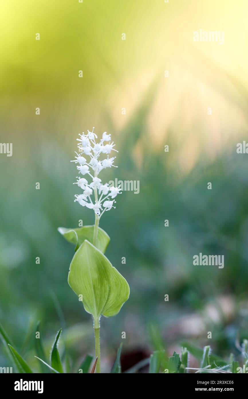 Maianthemum bifolium, Zweiblättrige Schattenblume, Zweiblättriges