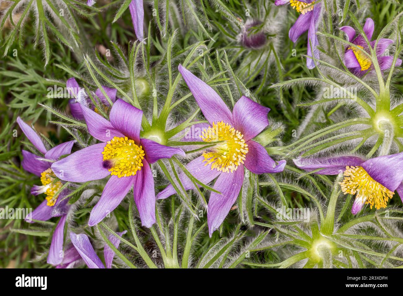 Pulsatilla vulgaris, auch bekannt als Gemeine Paskenblume, europäischer Pasqueflower, Dänen Blut Stockfoto