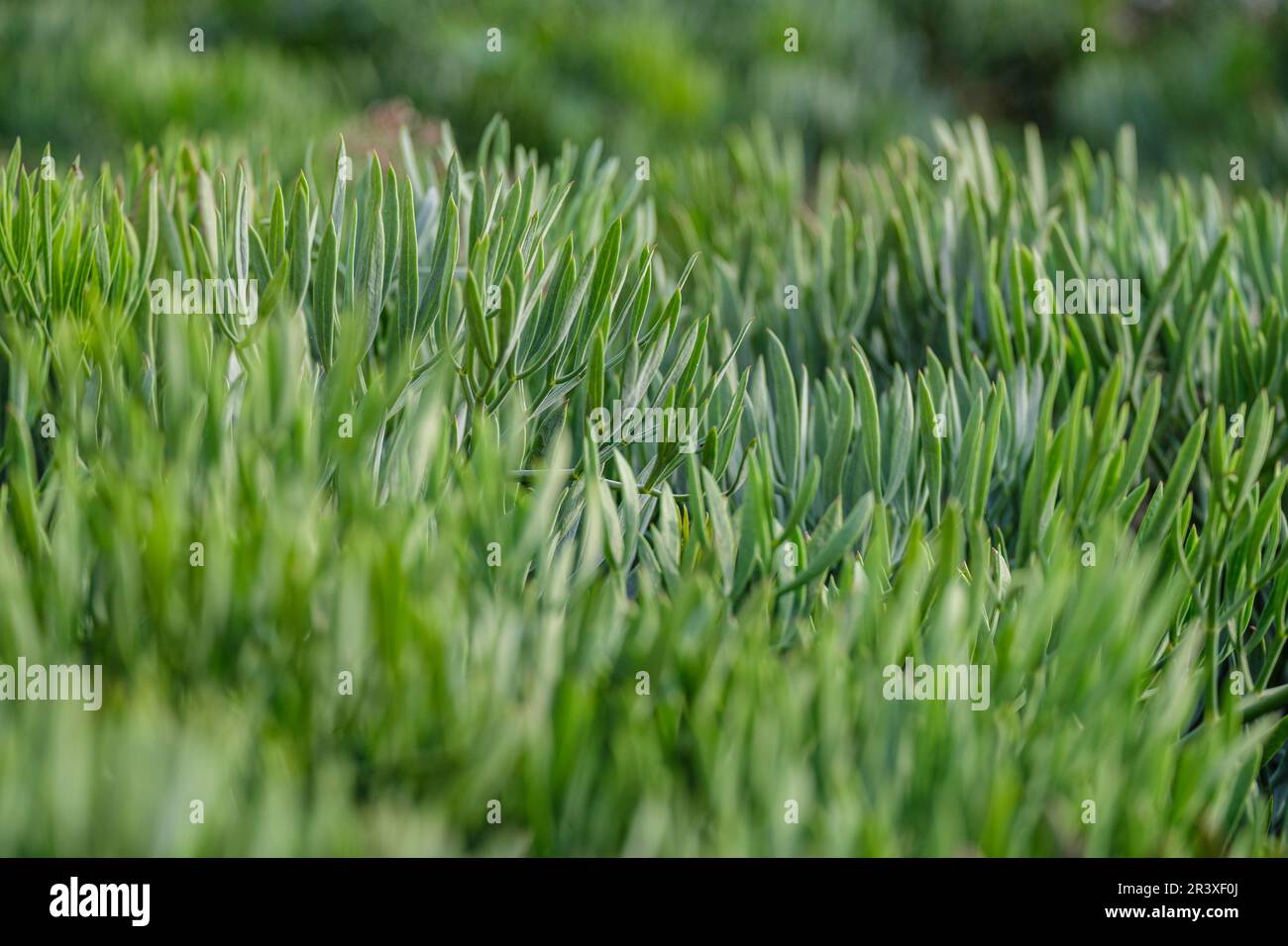 Seefenchel Stockfoto