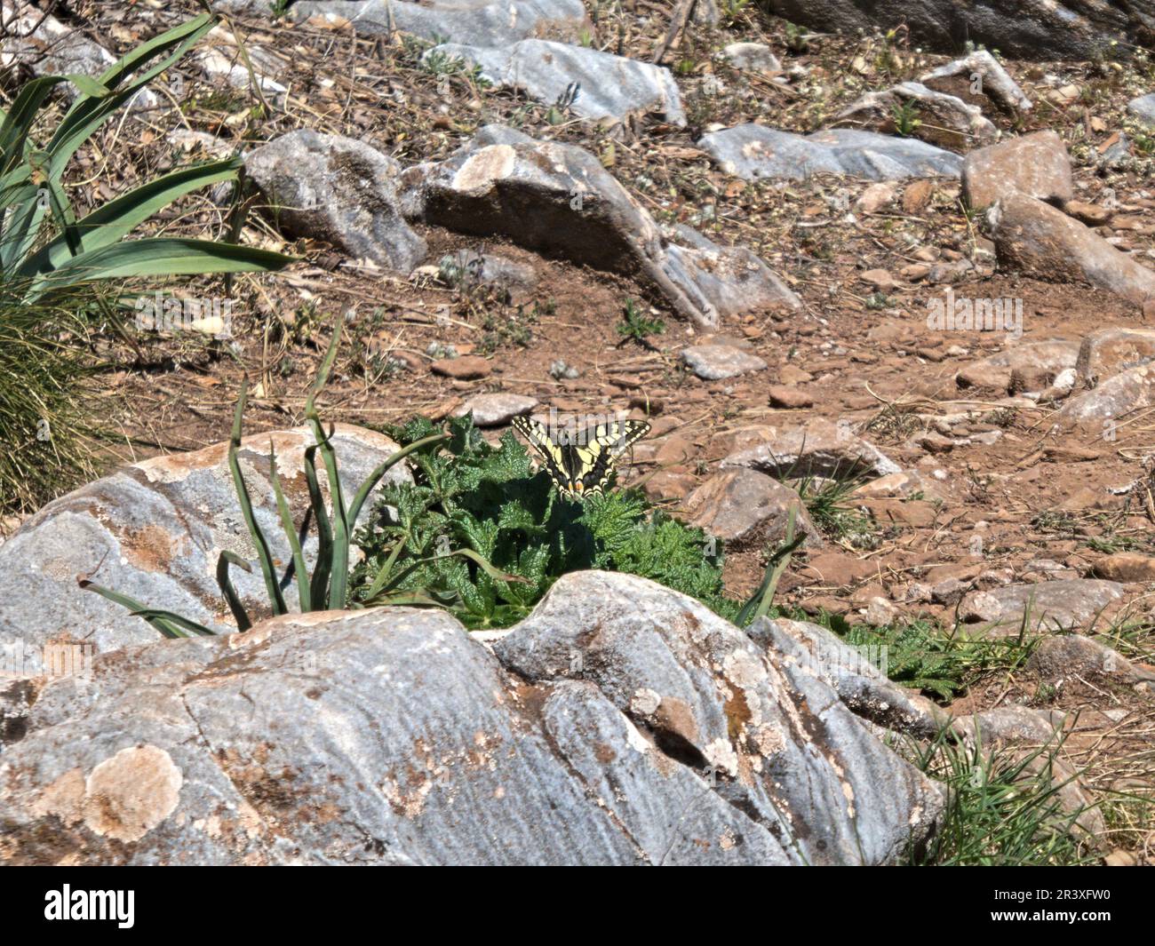Schwalbenschwanz zwischen den Felsen in Spanien Stockfoto