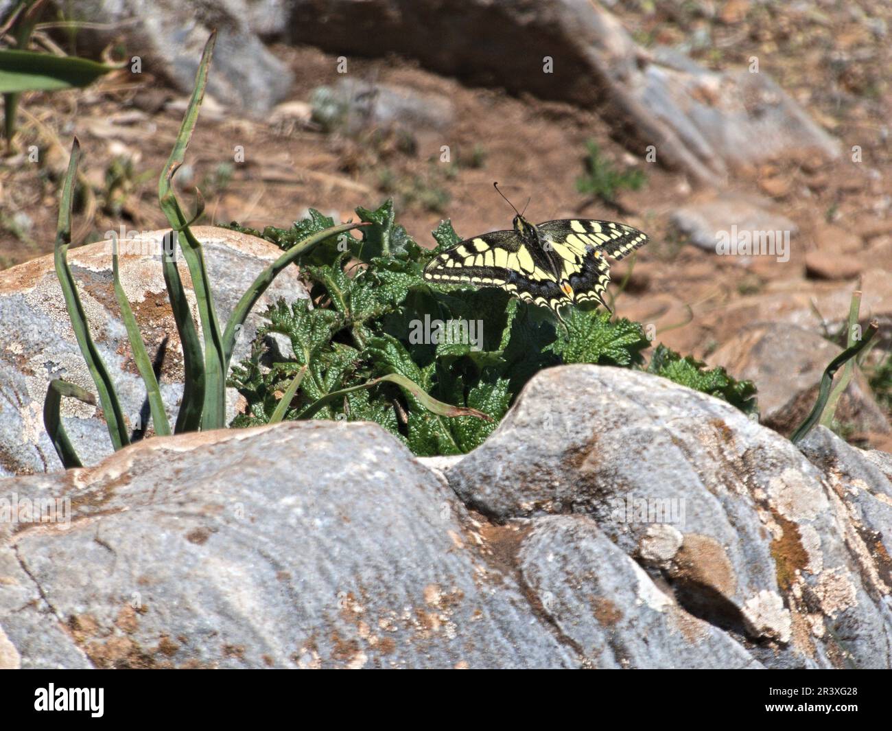 Schwalbenschwanz zwischen den Felsen in Spanien Stockfoto