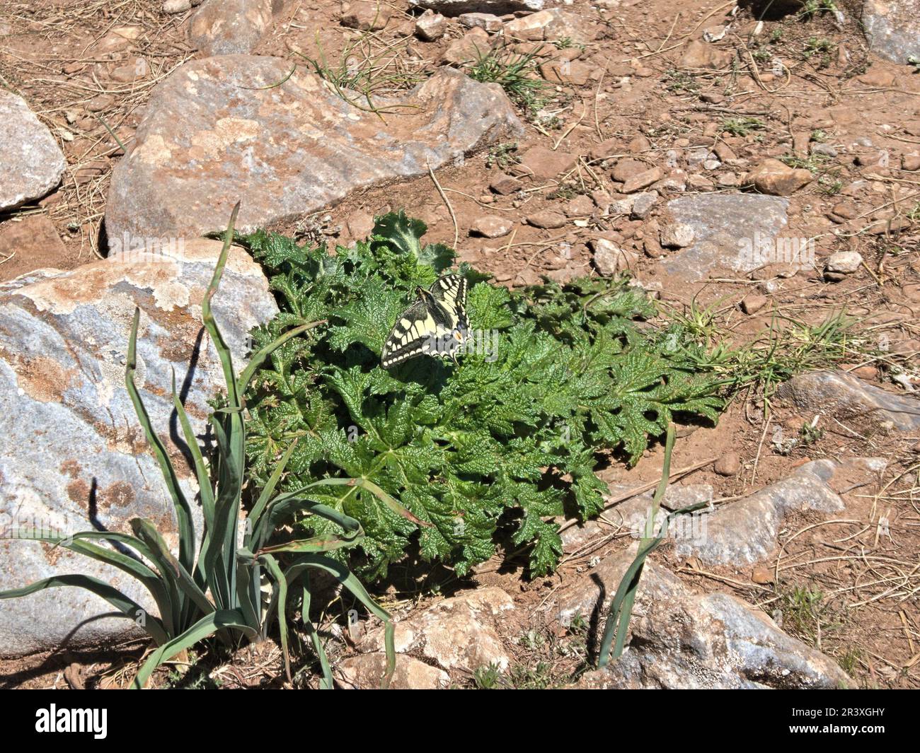 Schwalbenschwanz zwischen den Felsen in Spanien Stockfoto