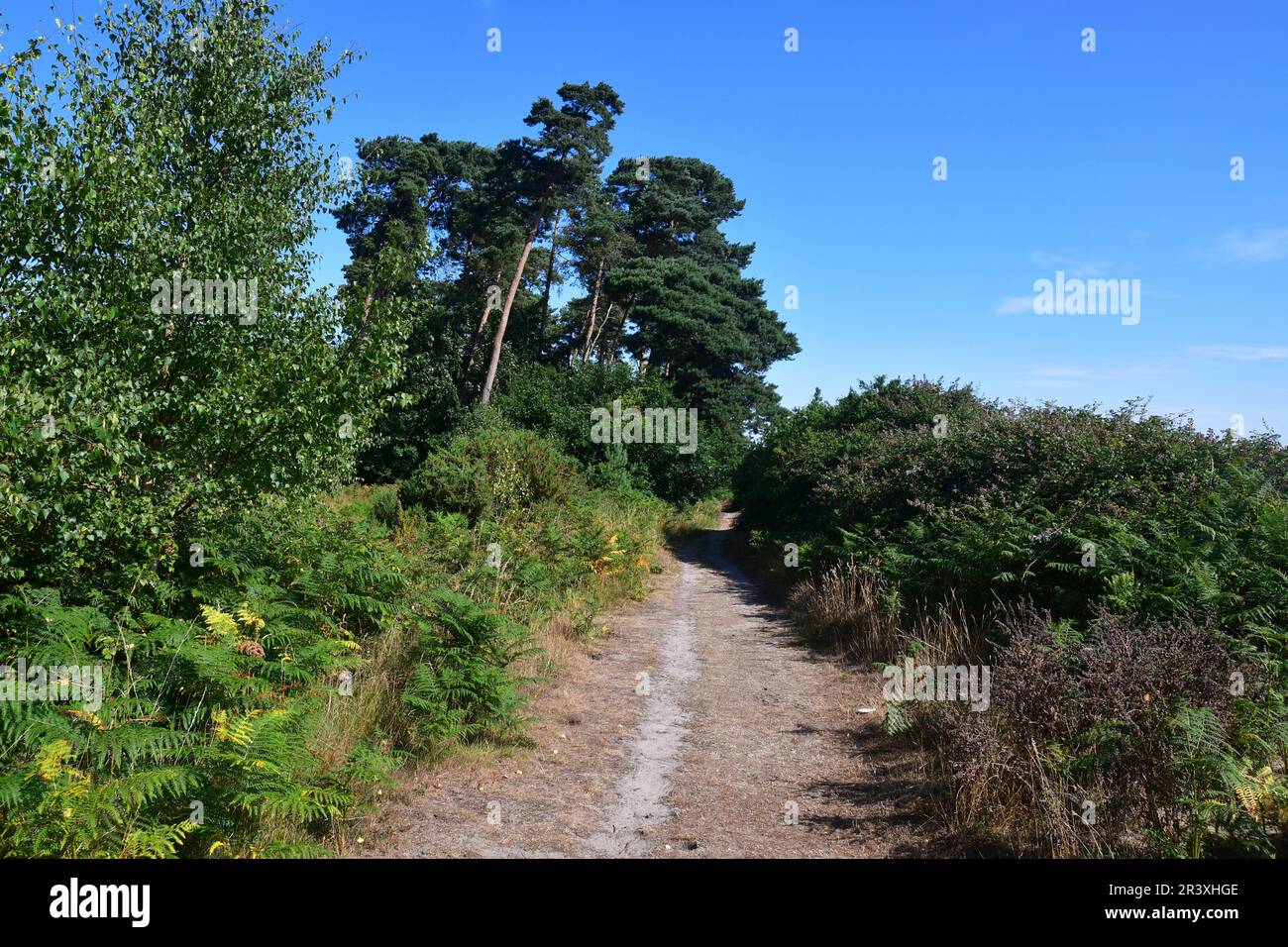 Rendlesham Forest, Suffolk, Großbritannien Stockfoto
