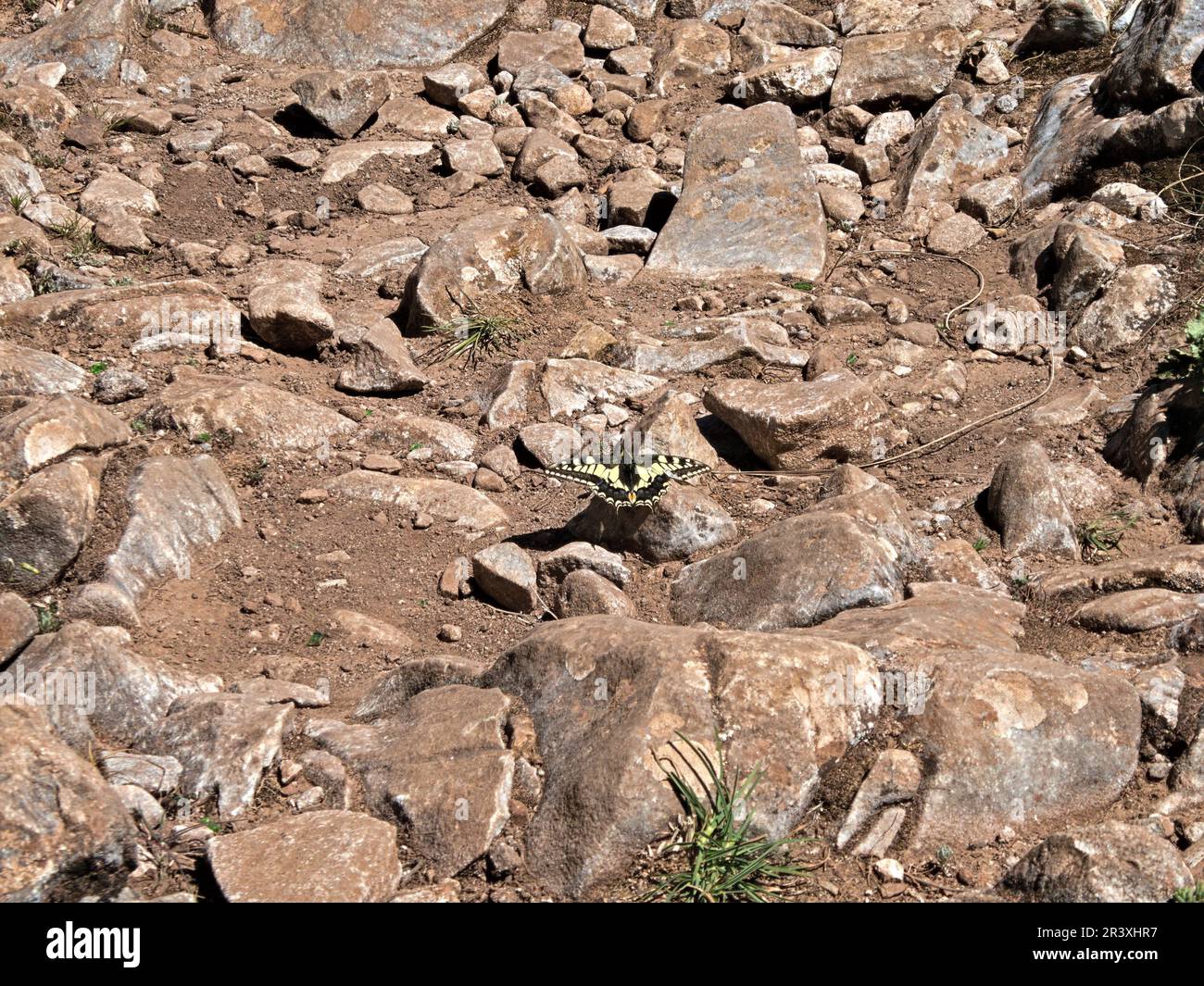 Schwalbenschwanz zwischen den Felsen in Spanien Stockfoto