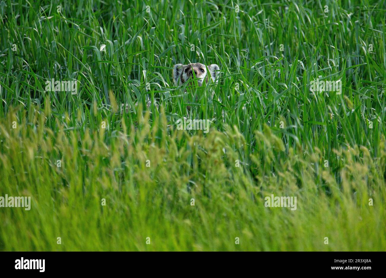 Baby Badger Guckt Stockfoto