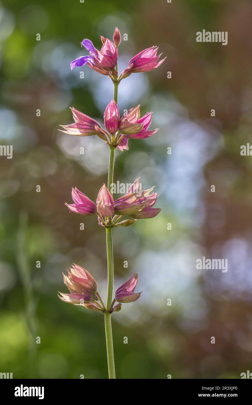 Salvia nemorosa, bekannt als Meadow Salbei, Woodland Salbei, Balkan Clary Stockfoto