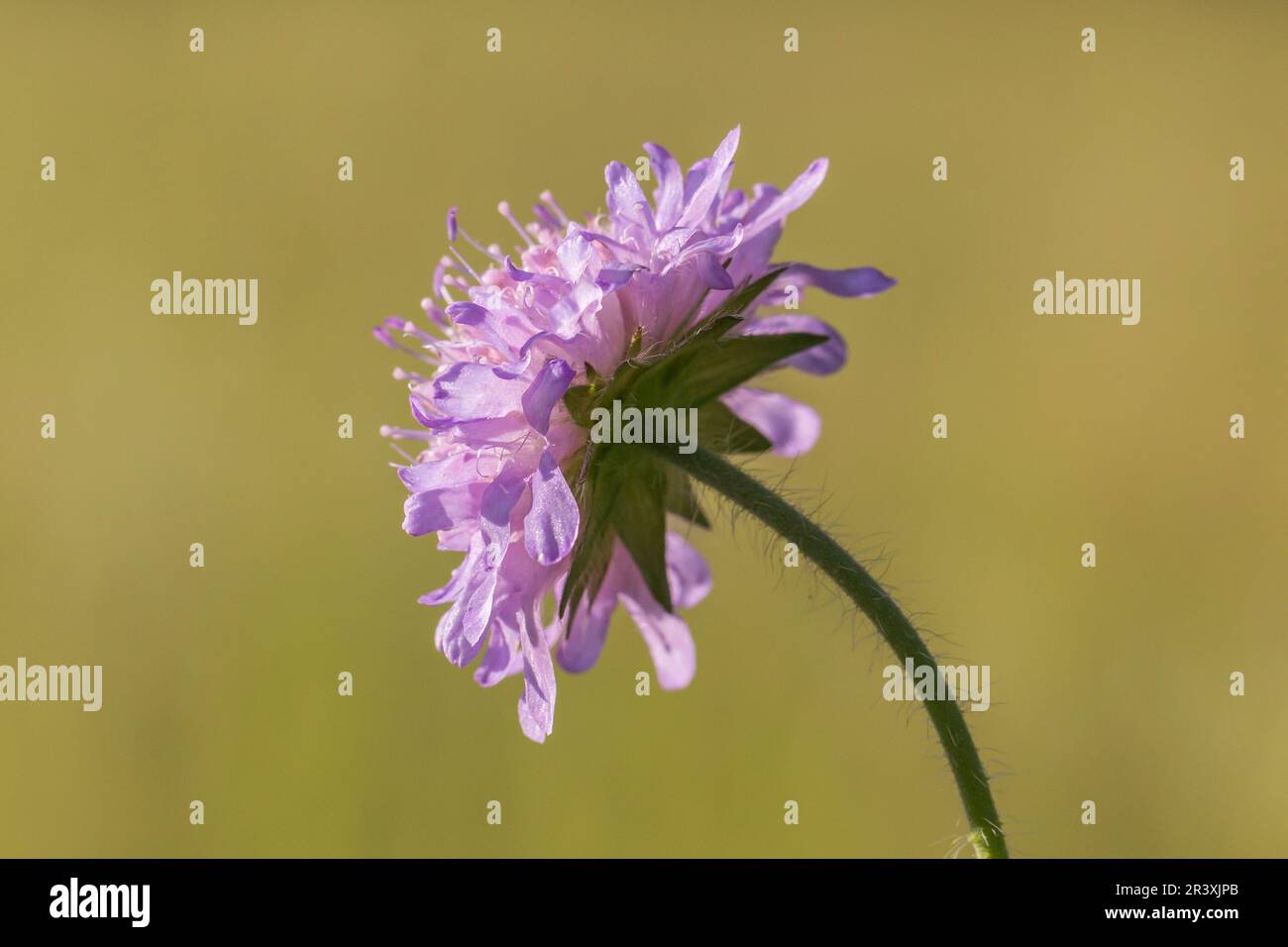 Scabiosa columbaria, Taubenskabbel, Kissenblüte, kleines Kissen, Taubenkissen Stockfoto