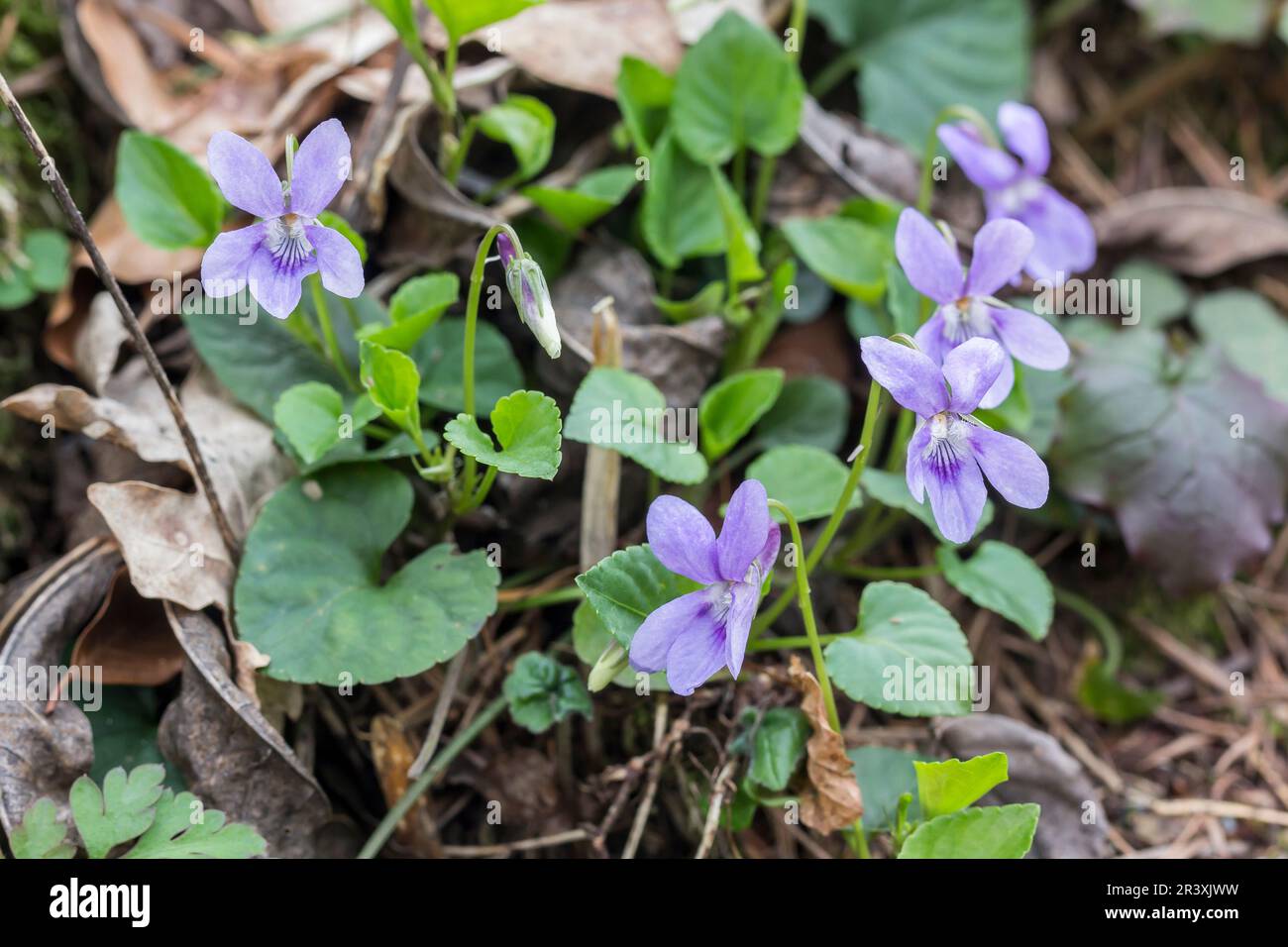 Viola odorata, bekannt als Common Violet, English Violet, Garden Violet, Sweet Violet Stockfoto