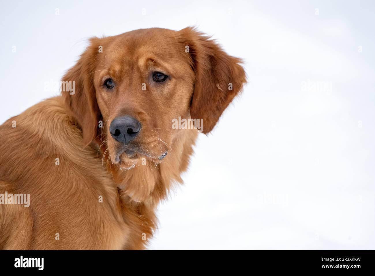Golden Retreiver Winter Stockfoto
